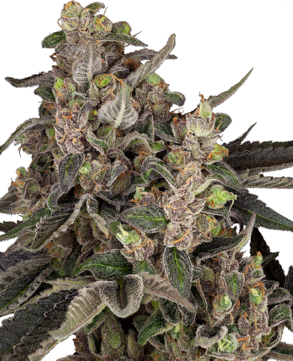Bahama Mama Automatic Hanfsamen Blue Kush x Lowryder